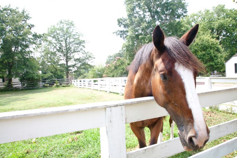 Horse Fence Painting