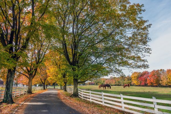 Horse Fence Painting in Albany